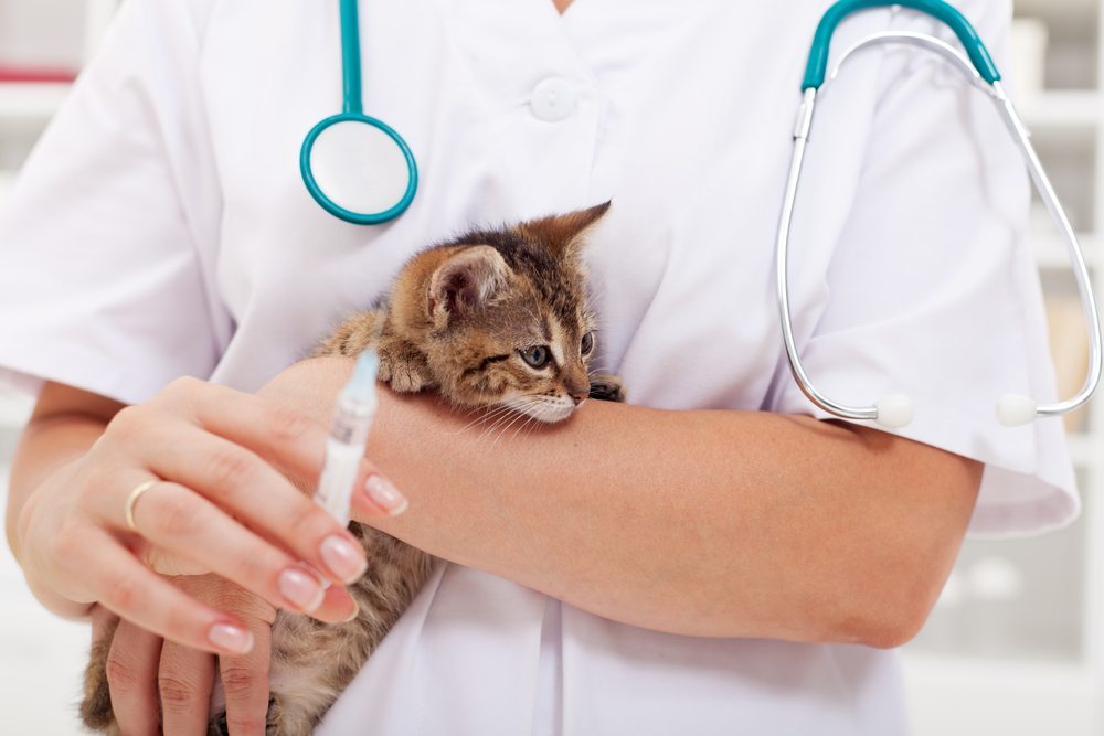 Port Kennedy Veterinary Hospital Vaccinations