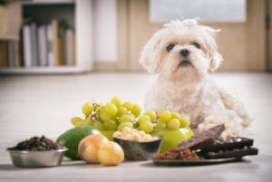 Unhealthy Foods for Pets