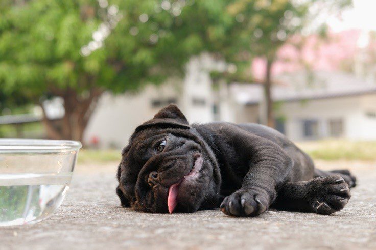 Pug dog sitting with a cup of water on concrete floor in very hot day