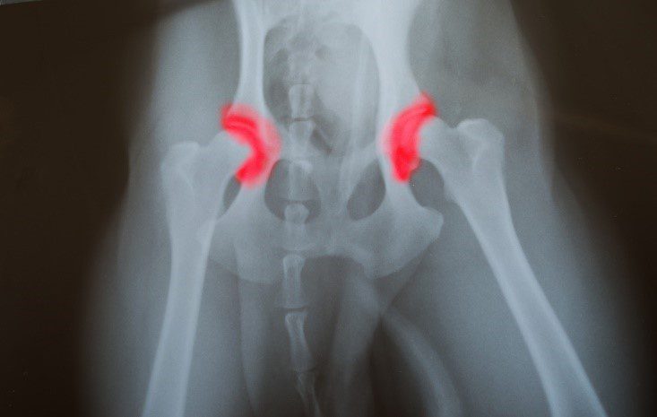 x ray for dog hip have red marker