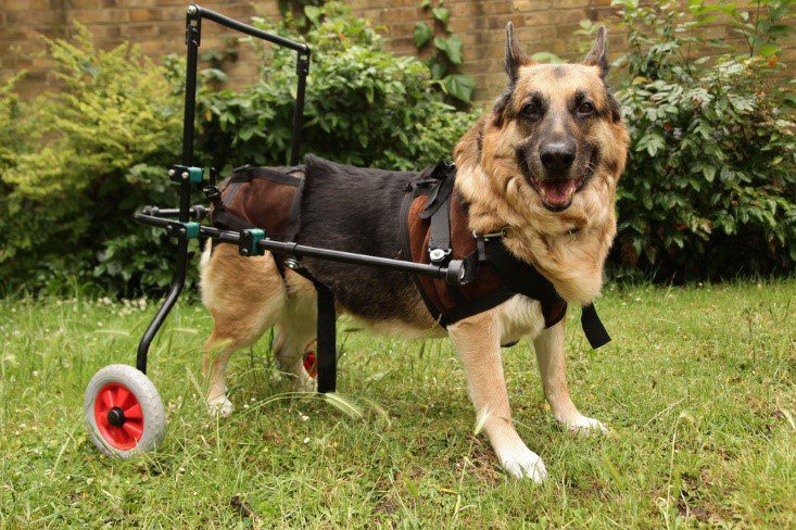 Old German Shepherd dog suffering with arthritis moving about with aid of wheels