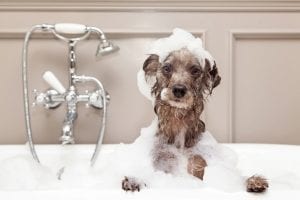 A cute little terrier breed dog taking a bubble bath with his paws up on the rim of the tub