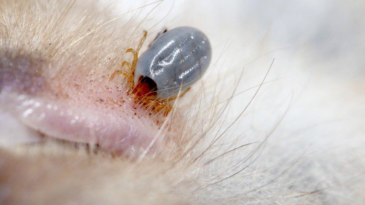 Paralysis tick, dog tick parasite - Parasitiformes. Ticks are small arachnids, part of the order Parasitiformes. Ticks are ectoparasites, living by hematophagy on the blood of mammals