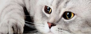 Vaccines for Cats: Why are They Important?