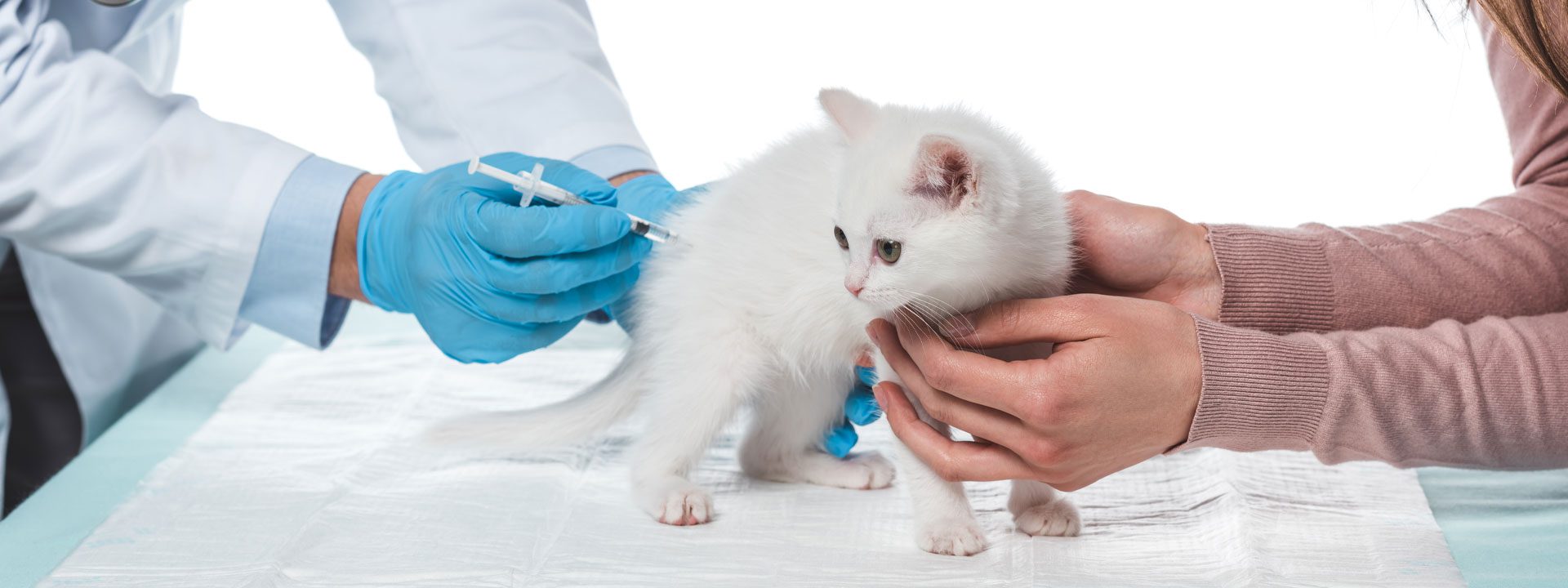 Important Cat Vaccinations for Pets