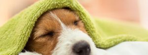 Common Allergies in Dogs and Cats