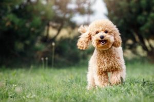 Health Care Tips for Small Dogs