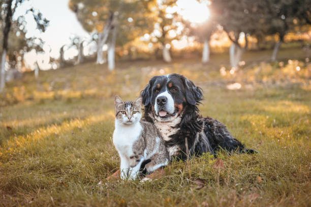 https://portkennedyvet.com.au/pet-health/sterilisation-and-desexing-benefits-for-dogs-or-cats/t