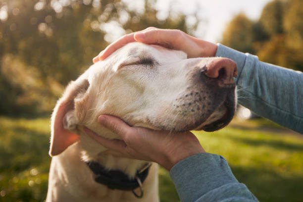 Grooming Service for Your Dog