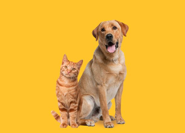 Compulsory Microchipping of Cats and Dogs in Baldivis and Golden Bay