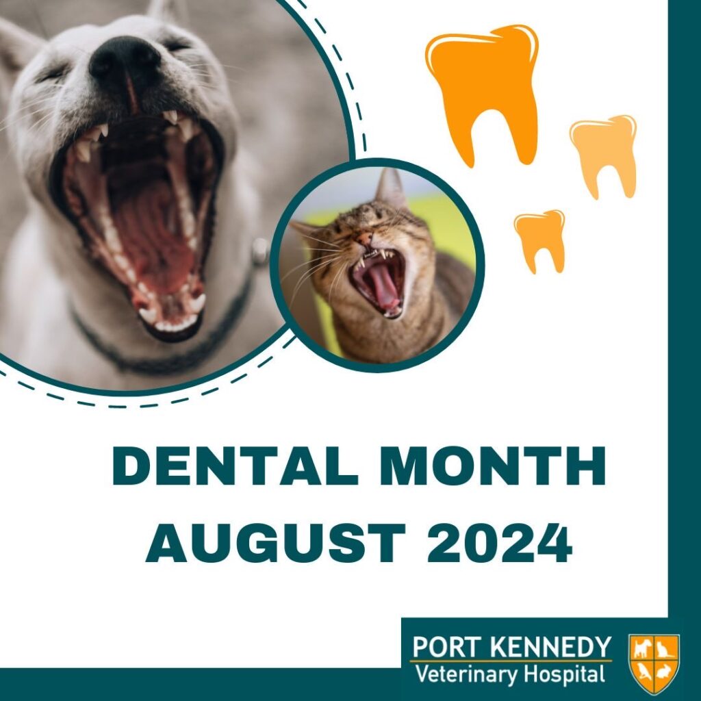 Dental Month